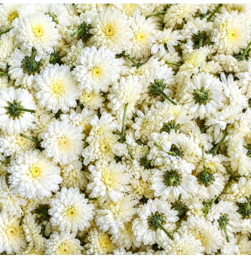 Pooja Flowers - White Chrysanthemum 